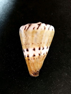 Lote 388 - concha (conus capitaneus)