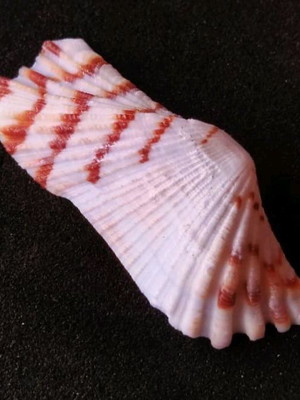 Lote 390 - concha ( arca zebra)