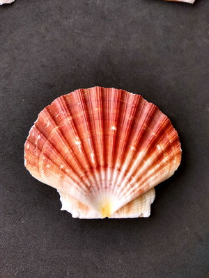 Lote 395 - concha shell (pecten jacobaeus)
