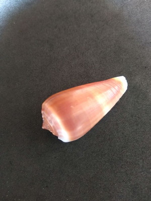 Lote 293 f 1 - concha conus radiatus