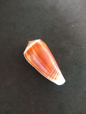 Lote 293 f 2 - concha conus radiatus