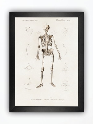 Quadro decorativo esqueleto anatomia medicina poster moldura