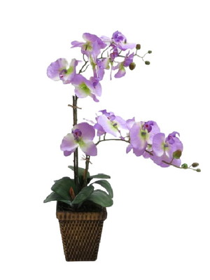 Arranjo orquídeas - phalopholis - lilas