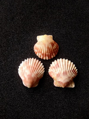 Lote 253 - concha shell (pequena)