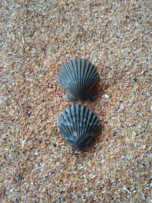Lote 253 a - concha shell (pequena)