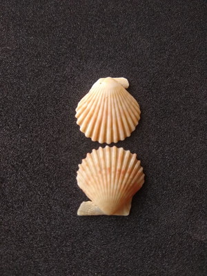 Lote 253 b - concha shell (pequena)