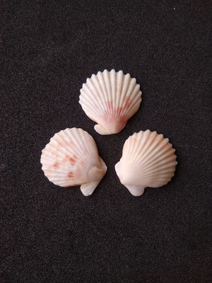 Lote 253 i - concha shell (pequena)