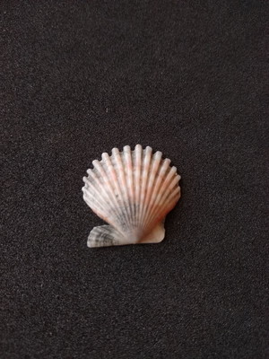 Lote 254 e - concha shell (pequena)