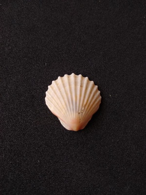 Lote 254 g - concha shell (pequena)