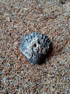 Lote 254 k - concha shell (pequena)