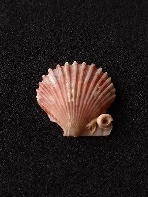 Lote 254 l - concha shell (pequena)
