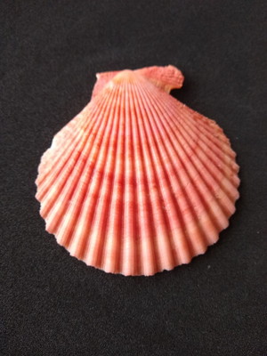 Lote 166 - concha - pecten nobilis colored
