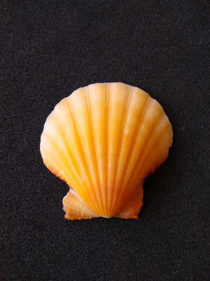 Lote 157 c - concha - bractechlamys vexillum