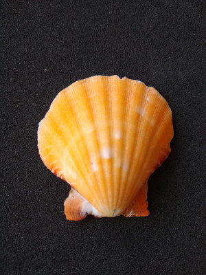 Lote 157 c 1 - concha - bractechlamys vexillum