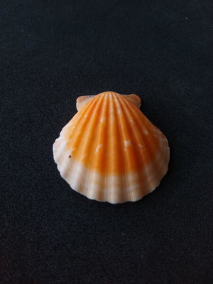 Lote 157 c 2 - concha - bractechlamys vexillum