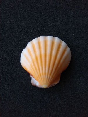 Lote 157 c 3 - concha - bractechlamys vexillum