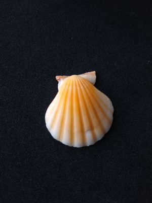 Lote 157 c 4 - concha - bractechlamys vexillum
