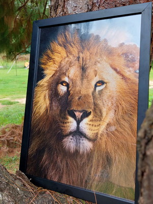 Quadro leão de judá