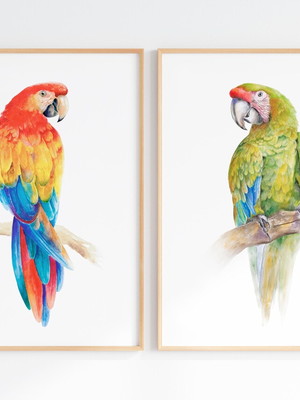 Kit 2 quadros arara aquarela com moldura