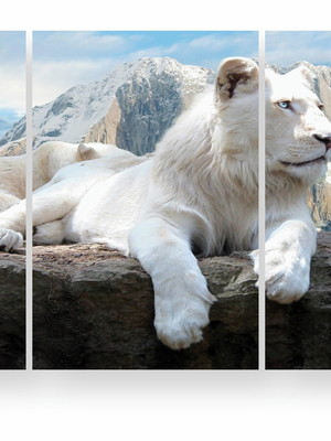 Quadro decorativo leão branco albino montanhas geladas