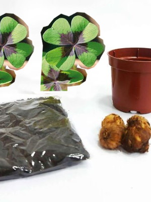 Kit plantio com trevo de 4 folhas