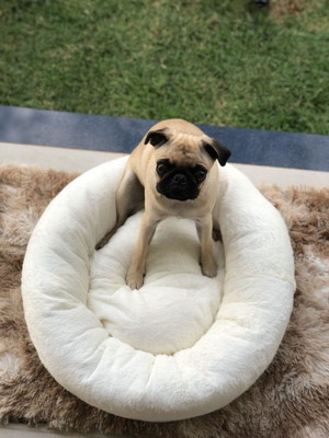 Cama para pet redonda 50 cm