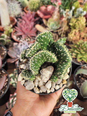 Cilyndropuntia sibulata cristata – pote 11