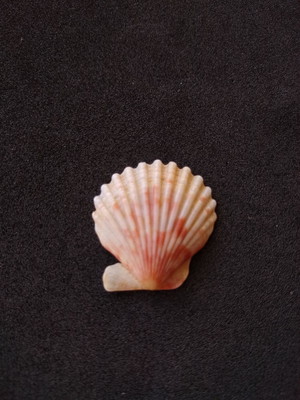 Lote 254 h - concha shell (pequena)