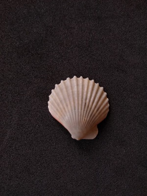 Lote 254 s - concha shell (pequena)