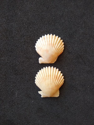 Lote 253 m - concha shell (pequena)