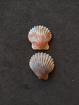 Lote 253 n - concha shell (pequena)