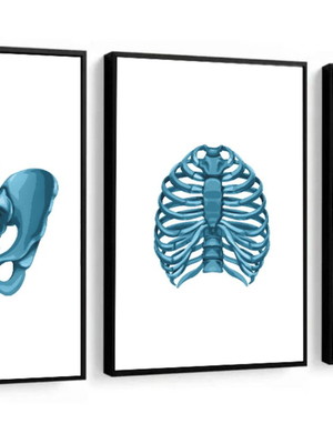 Kit 3 quadros anatomia medicina médicos costela coluna