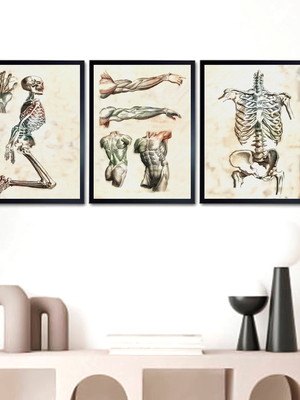 Composição de quadros anatomia fisioterapia ortopedia