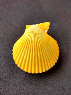 Lote 068 c - concha - pecten colored (inteira)