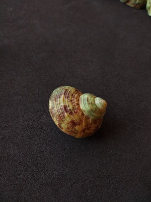 Lote 099 b - caracol