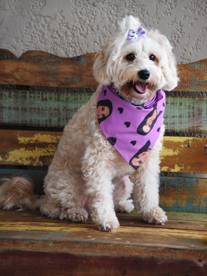 Lenço personalizada com foto pet - pandora
