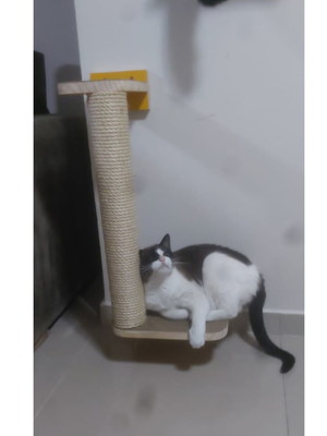 Arranhador para gato - escalador - tubular parede - madeira