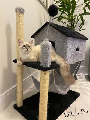 Arranhador gato casa com rede cinza