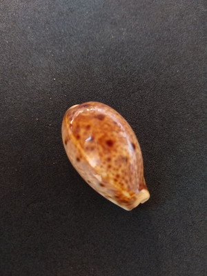 Lote 076 - búzio cypraea