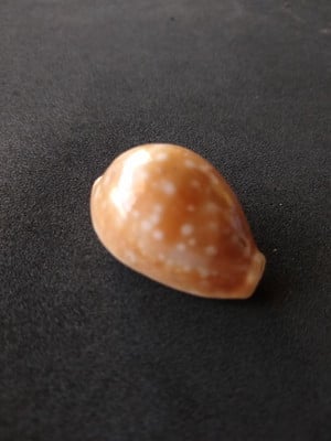 Lote 077 b - búzio cypraea