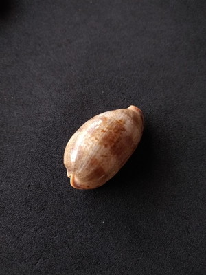Lote 078 - búzio cypraea
