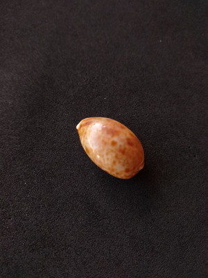 Lote 079 b - búzio cypraea