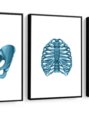 Kit 3 quadros anatomia medicina médicos coluna molduras