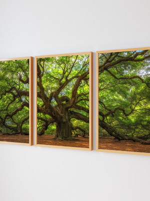 Angel oak tree panorama