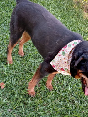 Bandana pet natal g