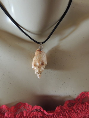 Colar com caracol do mar natural