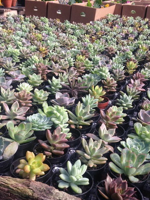 Mini suculentas sortidas