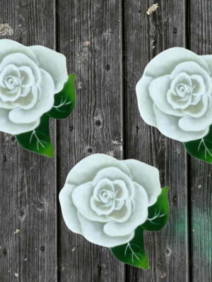 Trio rosas brancas de parede