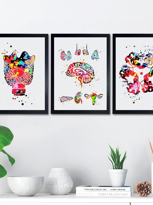 Quadros anatomia consultório endocrinologia corpo humano