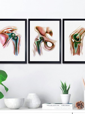 Quadros anatomia fisioterapia ortopedia consultório médico